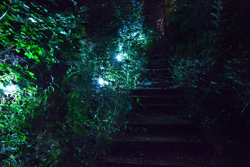 Light | Mette The Forest Ingvartsen